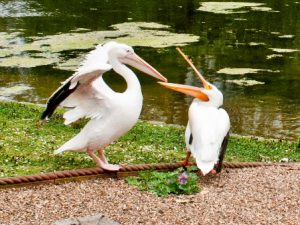 St James's Park 2 ws